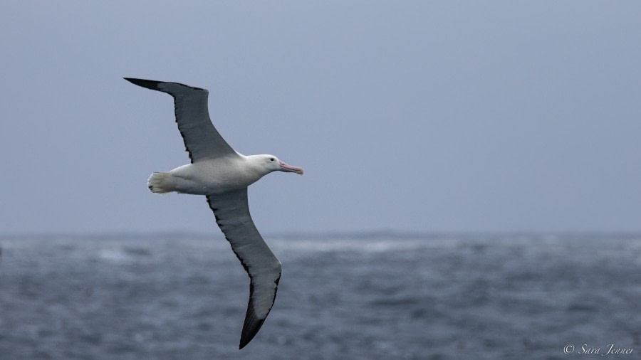 OTL28-23, Day 4, Southern Royal albatross 2 © Sara Jenner - Oceanwide Expeditions.jpg