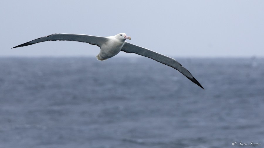 OTL28-23, Day 4, Southern Royal albatross 3 © Sara Jenner - Oceanwide Expeditions.jpg