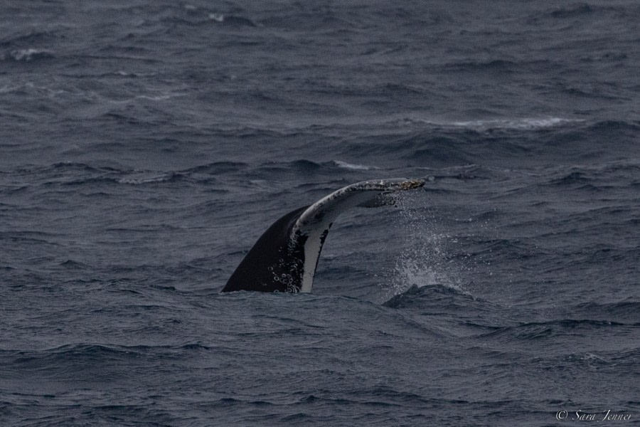 OTL28-23, Day 8, Humpback 2 © Sara Jenner - Oceanwide Expeditions.jpg