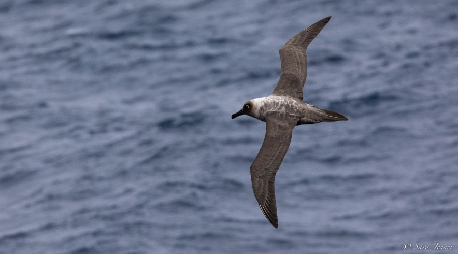 OTL28-23, Day 8, Light mantled albatross 2 © Sara Jenner - Oceanwide Expeditions.jpg