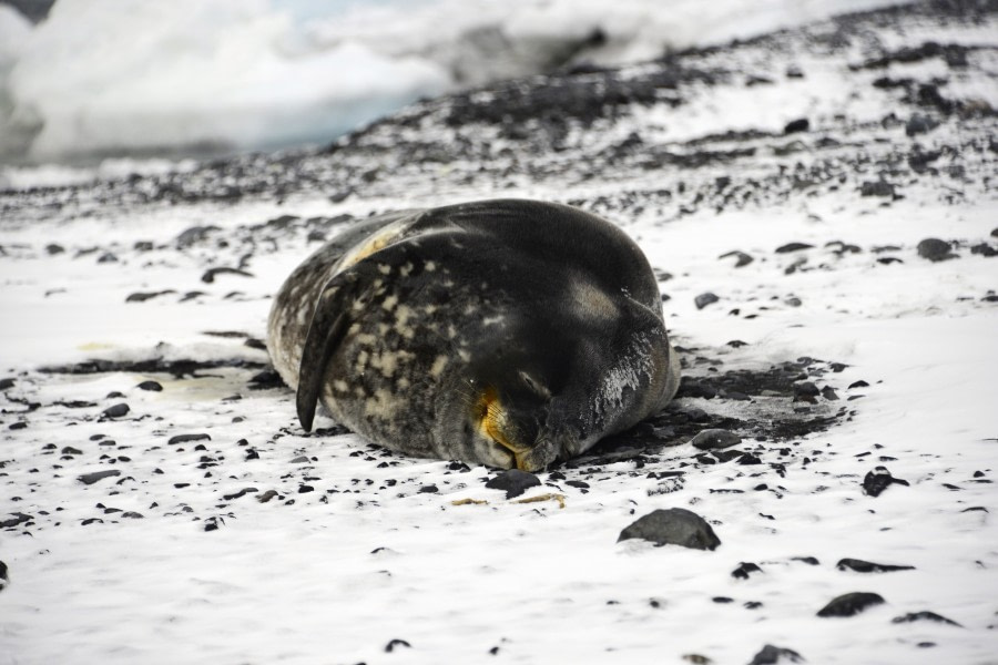 OTL28-23, Day 14, 2Mar23b-Weddell seal at C Bird-Gary Miller © Gary Miller - Oceanwide Expeditions.JPG