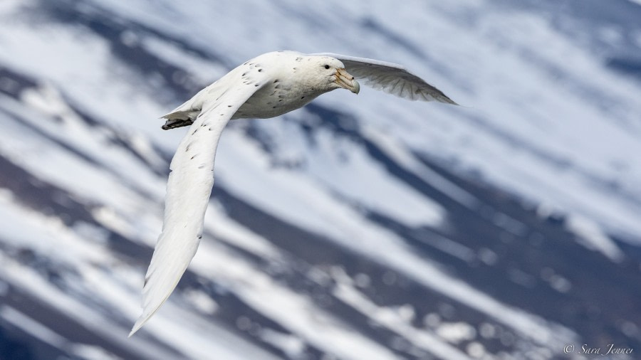 OTL28-23, Day 14, Giant petrel 1 © Sara Jenner - Oceanwide Expeditions.jpg