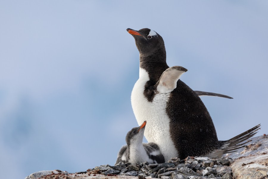 OTL28-23, Day 28, Gentoo and chick 1 © Sara Jenner - Oceanwide Expeditions.jpg