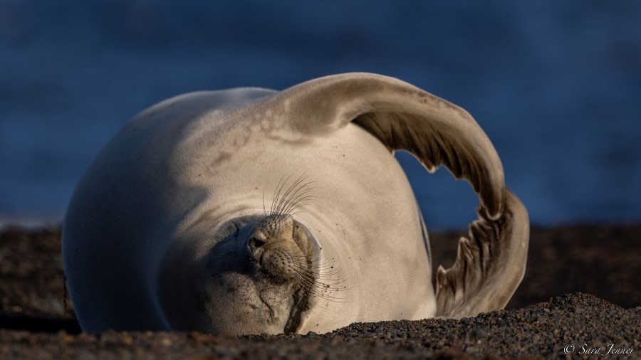 Telefon Bay, Deception Island and the South Shetlands