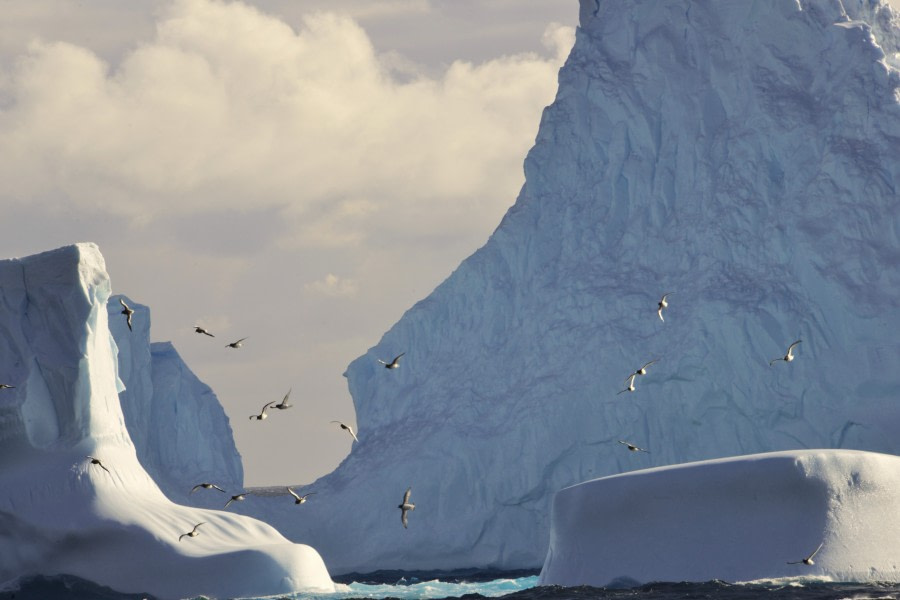 OTL28-23, Day 20, _DSC3127-Flock of petrels at iceberg-Gary © Gary Miller - Oceanwide Expeditions.JPG