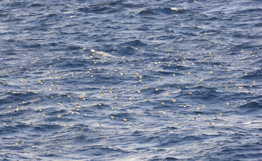 OTL28-23, Day 20, _DSC3167-Petrels on the water-Gary © Gary Miller - Oceanwide Expeditions.JPG