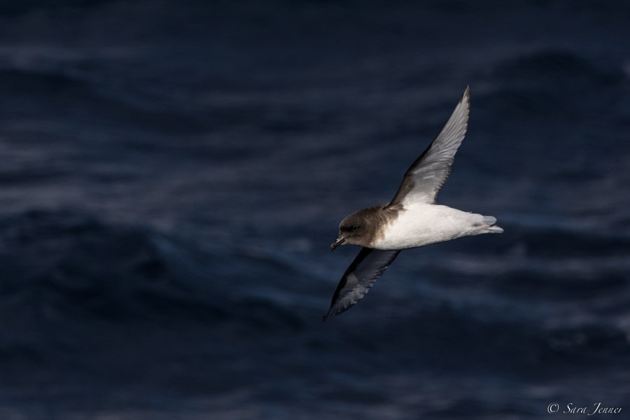 OTL28-23, Day 20, Antarctic Petrel 1 © Sara Jenner - Oceanwide Expeditions.jpg