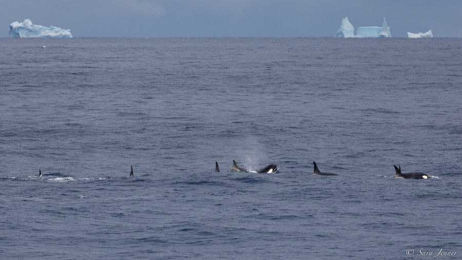 OTL28-23, Day 21, Orcas 2 © Sara Jenner - Oceanwide Expeditions.jpg