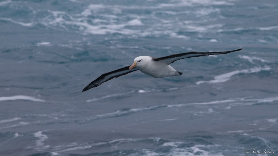 OTL28-23, Day 24, Black browed albatros 1 © Sara Jenner - Oceanwide Expeditions.jpg