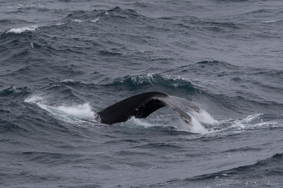 OTL28-23, Day 24, Humpback tail © Sara Jenner - Oceanwide Expeditions.jpg