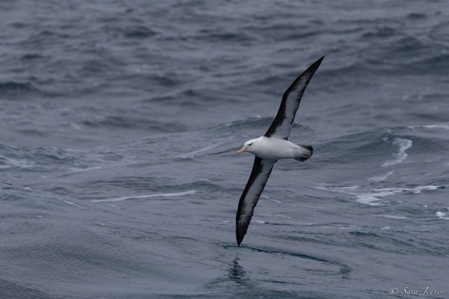 OTL28-23, Day 25, Black browed albatros © Sara Jenner - Oceanwide Expeditions.jpg