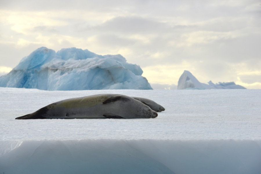 OTL28-23, Day 26, 9-Gary-PourqoiPas-Crabeater seal © Gary Miller - Oceanwide Expeditions.JPG