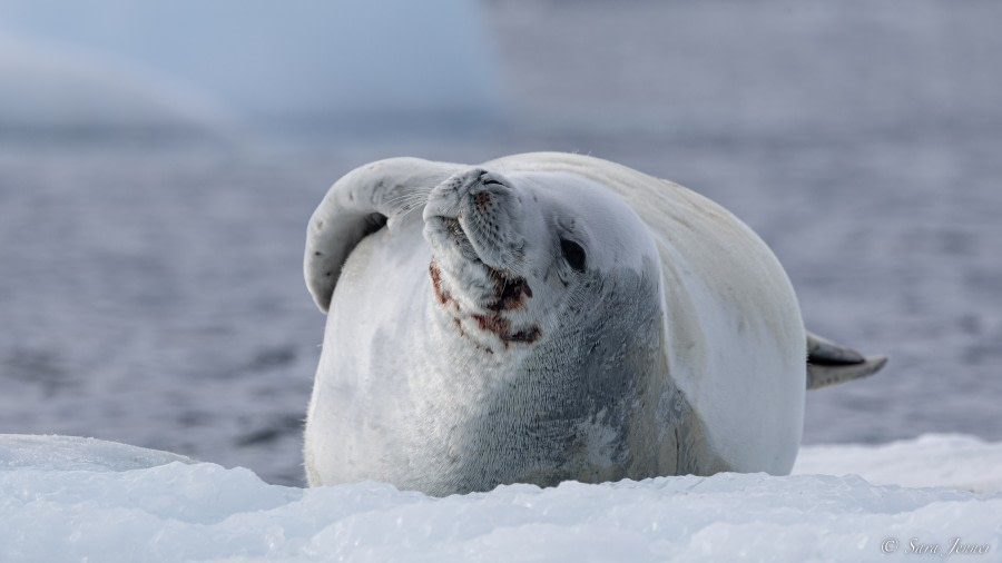 OTL28-23, Day 28, Crabeater seal © Sara Jenner - Oceanwide Expeditions.jpg