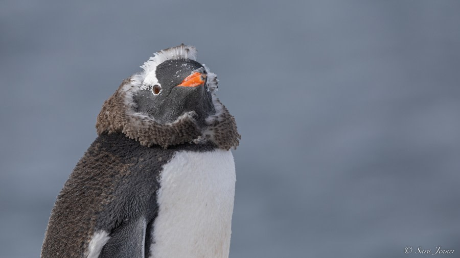 OTL28-23, Day 28, Gentoo 1 © Sara Jenner - Oceanwide Expeditions.jpg