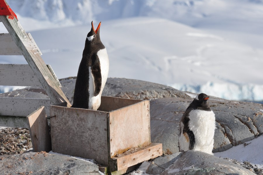 Damoy Point, Port Lockroy