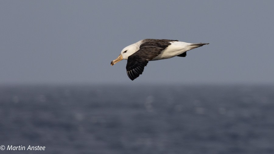 PLA31-23, Day 2, Black browed Albatross © Martin Anstee - Oceanwide Expeditions.jpg