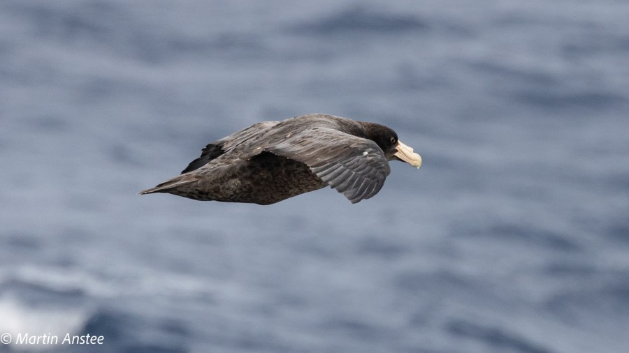 PLA31-23, Day 3, Southern Giant Petrel © Martin Anstee - Oceanwide Expeditions.jpg