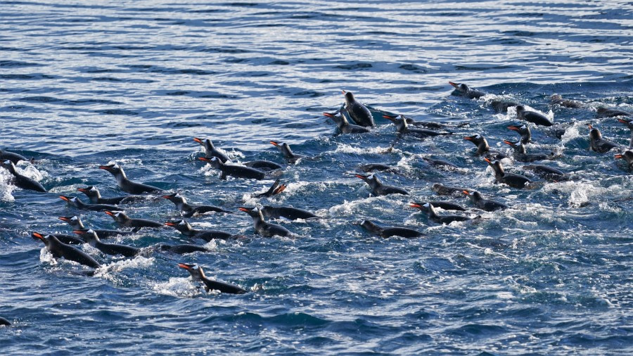 OTL29-23, Day 10, GentoosLemaire © Unknown photographer - Oceanwide Expeditions.JPG