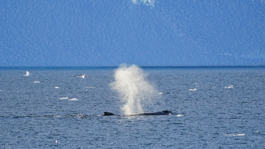 OTL29-23, Day 10, HumpbackLemaire © Unknown photographer - Oceanwide Expeditions.JPG