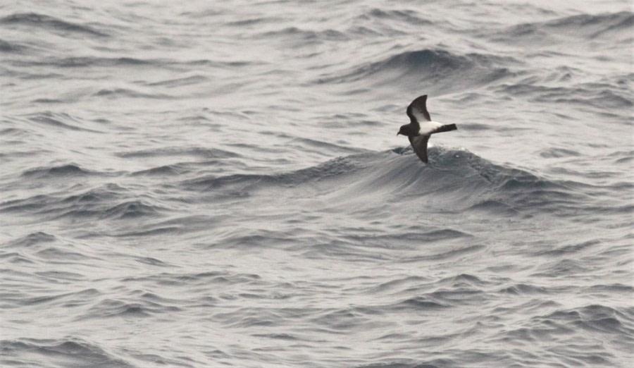 At sea on the Drake Passage