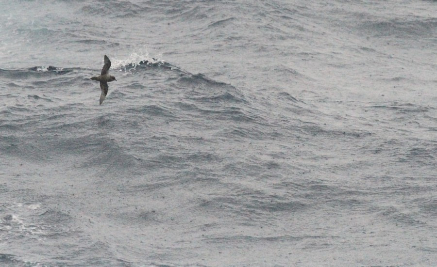 At sea on the Drake Passage, heading south-east towards Elephant Island