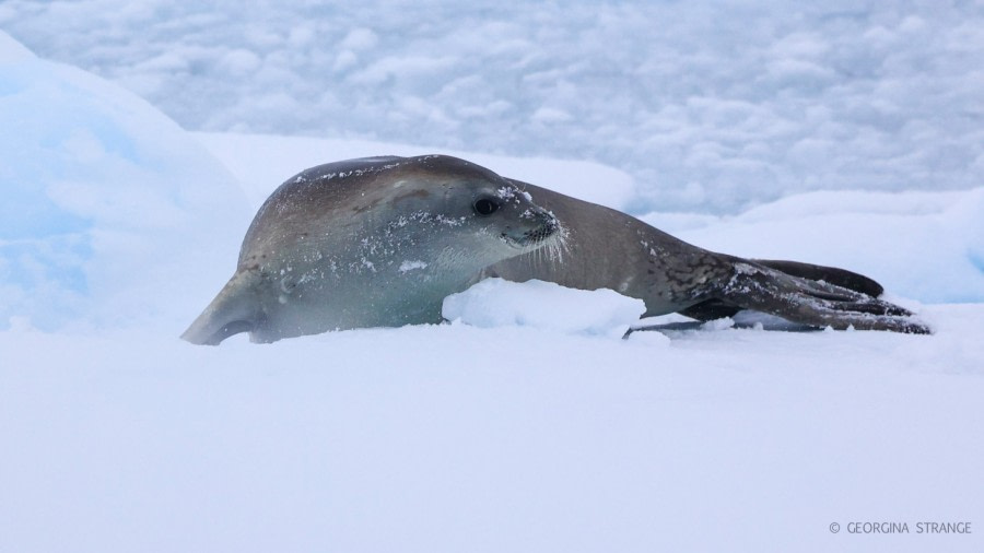 HDS31-23, Crabeater Seal Detaille Is 5A8A3068 © Georgina Strange - Oceanwide Expeditions.jpg