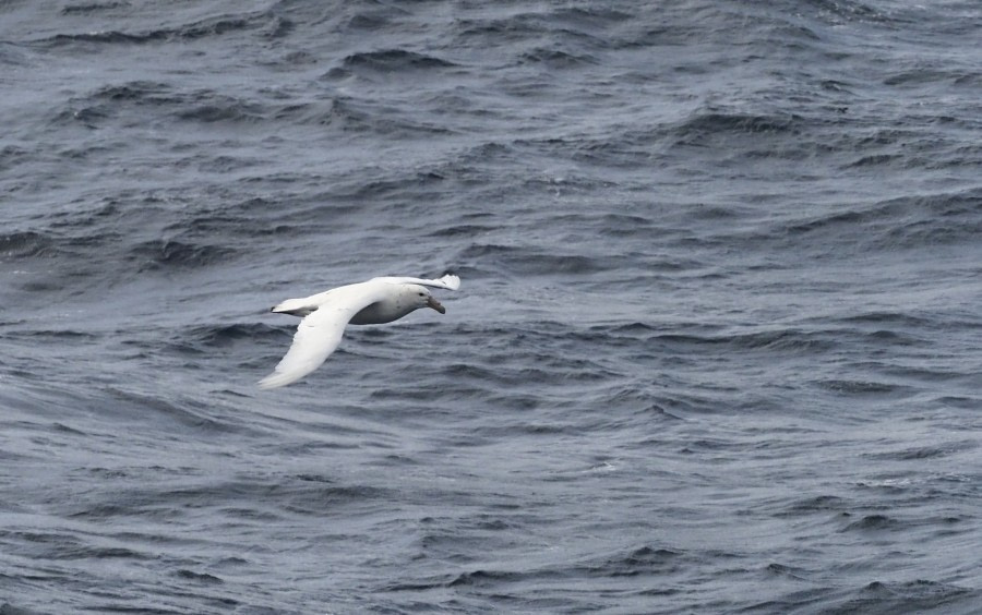 HDS31-23, Giant petrel_white morph_f0635_Ursula Tscherter © Ursula Tscherter - Oceanwide Expeditions.JPG