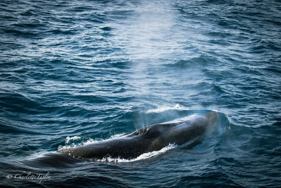 HDS31-23, IMG_7890 © Charlotte Taplin - Oceanwide Expeditions.jpg