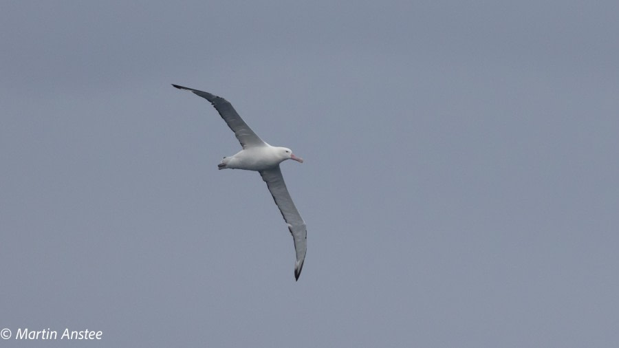 PLA32A23, Day 2, 095A6852 © Martin Anstee - Oceanwide Expeditions.jpg