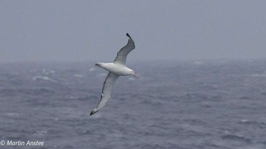 PLA32A23, Day 2, 095A6854 © Martin Anstee - Oceanwide Expeditions.jpg