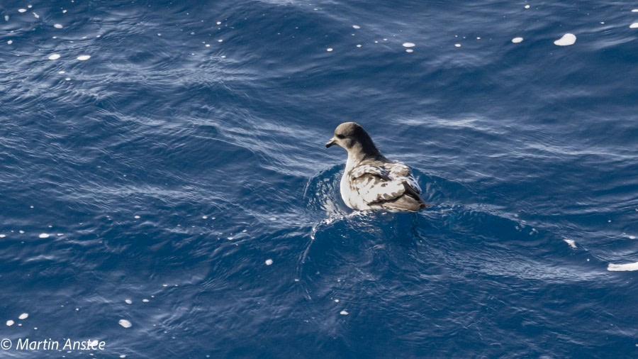 PLA32A23, Day 3, 095A6922 © Martin Anstee - Oceanwide Expeditions.jpg