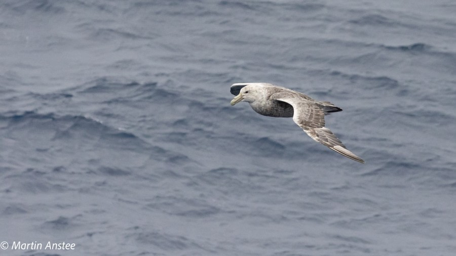 Crossing the Drake passage