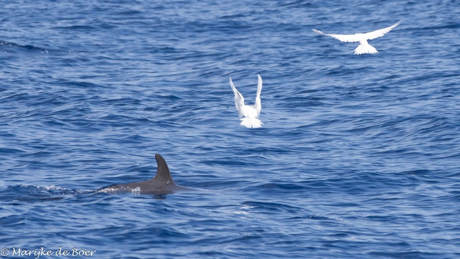 HDS34-23, Day 22, Pantropical spotted dolphin_fairy tern © Marijke de Boer - Oceanwide Expeditions.jpg