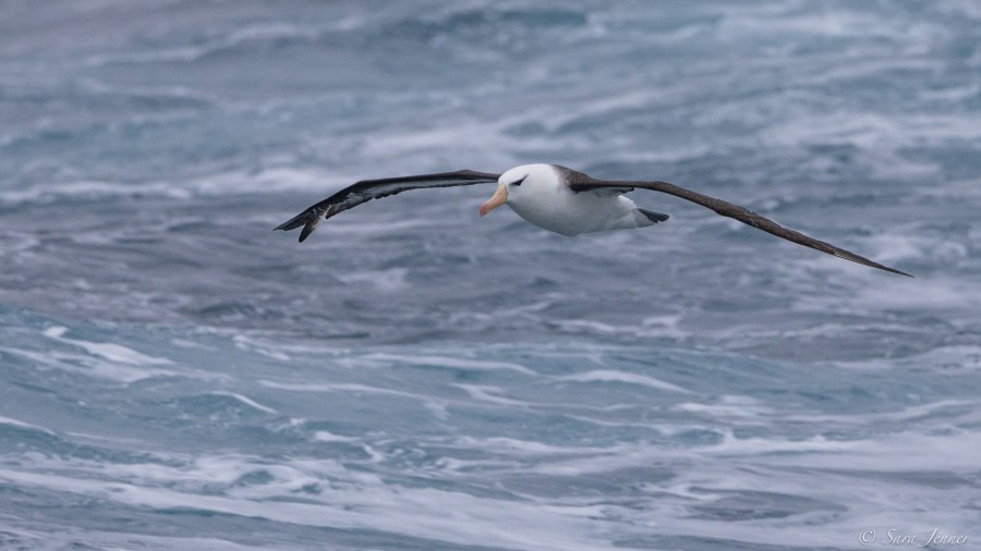 HDS34-23, Day 1, Black browed albatros © Sara Jenner - Oceanwide Expeditions.jpg