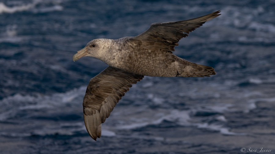 HDS34-23, Day 2, Giant Petrel © Sara Jenner - Oceanwide Expeditions.jpg