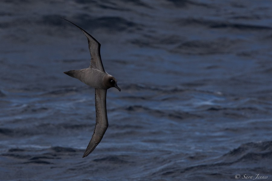 HDS34-23, Day 3, Albatros 2 © Sara Jenner - Oceanwide Expeditions.jpg