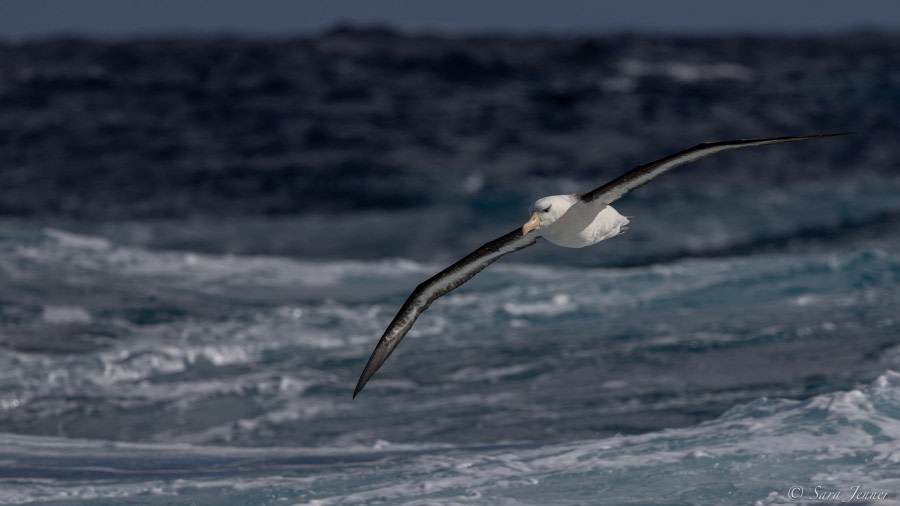 HDS34-23, Day 3, Black browed albatros © Sara Jenner - Oceanwide Expeditions.jpg