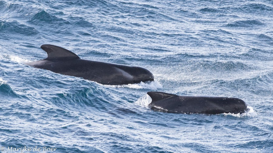 HDS34-23, Day 4, LF Pilot whale_20230330-4L6A5032_edit_M de Boer © Marijke de Boer - Oceanwide Expeditions.jpg