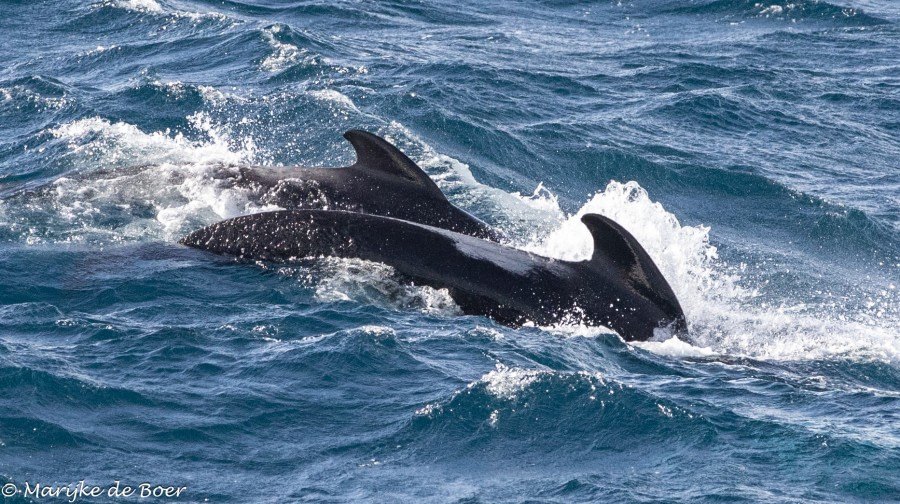 HDS34-23, Day 4, LF Pilot whale_20230330-4L6A5018_edit_M de Boer © Marijke de Boer - Oceanwide Expeditions.jpg