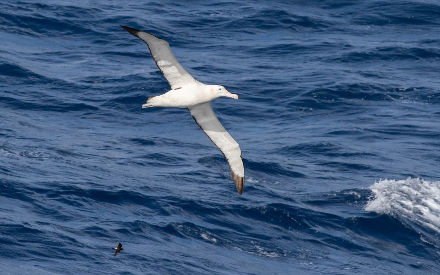 HDS34-23, Day 4, Wandering albatross_Wilson's storm petrel © Marijke de Boer - Oceanwide Expeditions.jpg