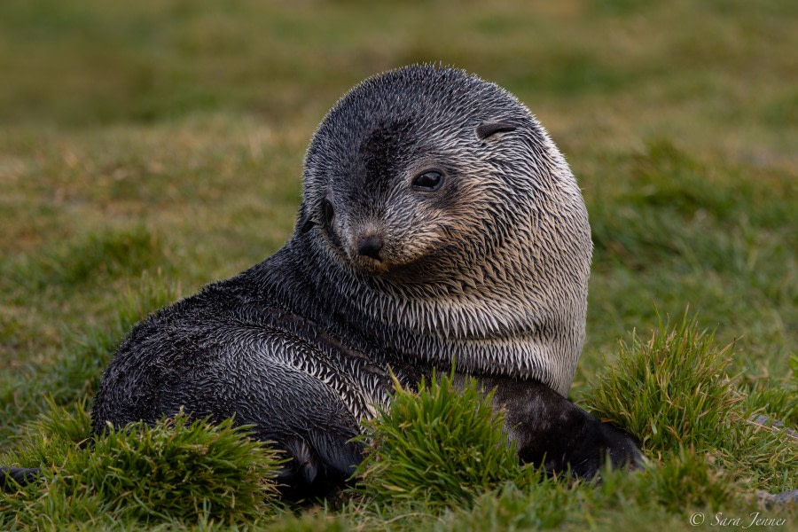 HDS34-23, Day 6, Fortuna 1 © Sara Jenner - Oceanwide Expeditions.jpg