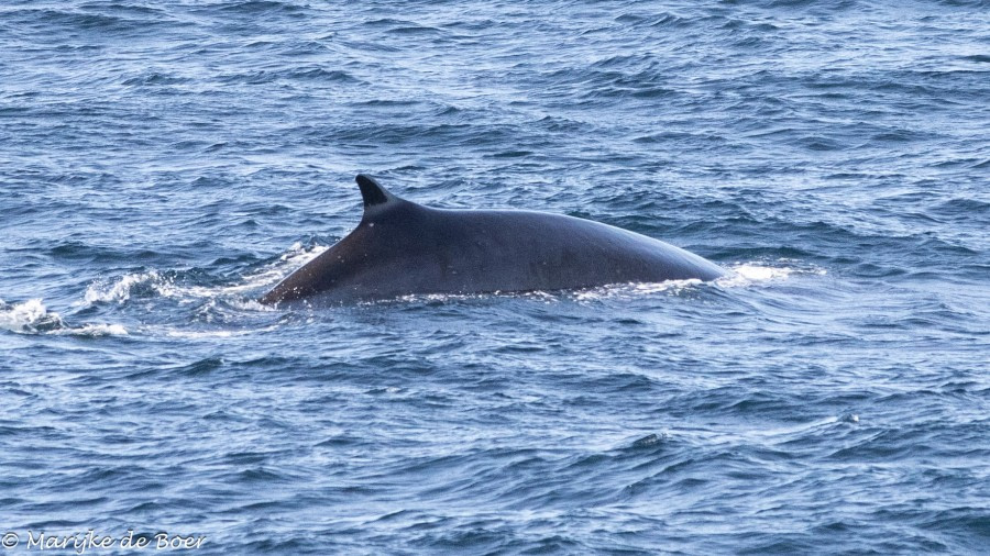 HDS34-23, Day 7, FIn whale_20230402-4L6A5688_edit_M de Boer © Marijke de Boer - Oceanwide Expeditions.jpg