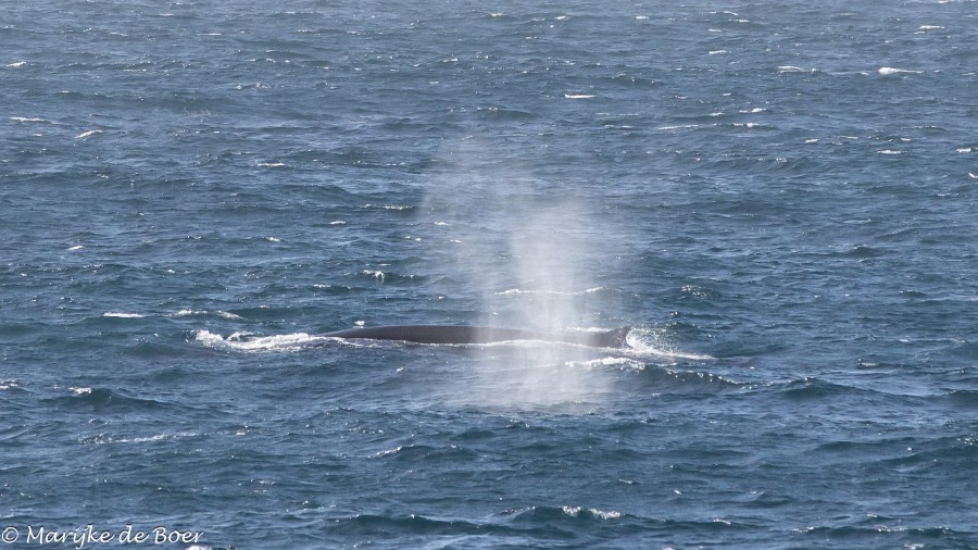 HDS34-23, Day 7, Fin whale_20230402-4L6A5651_edit_M de Boer © Marijke de Boer - Oceanwide Expeditions.jpg