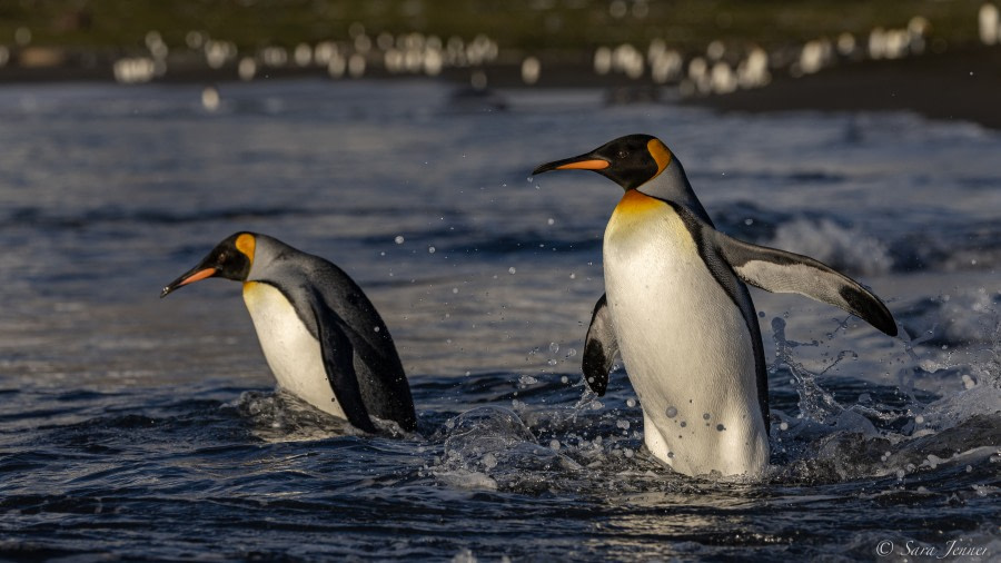 HDS34-23, Day 7, St Andrews 8 © Sara Jenner - Oceanwide Expeditions.jpg