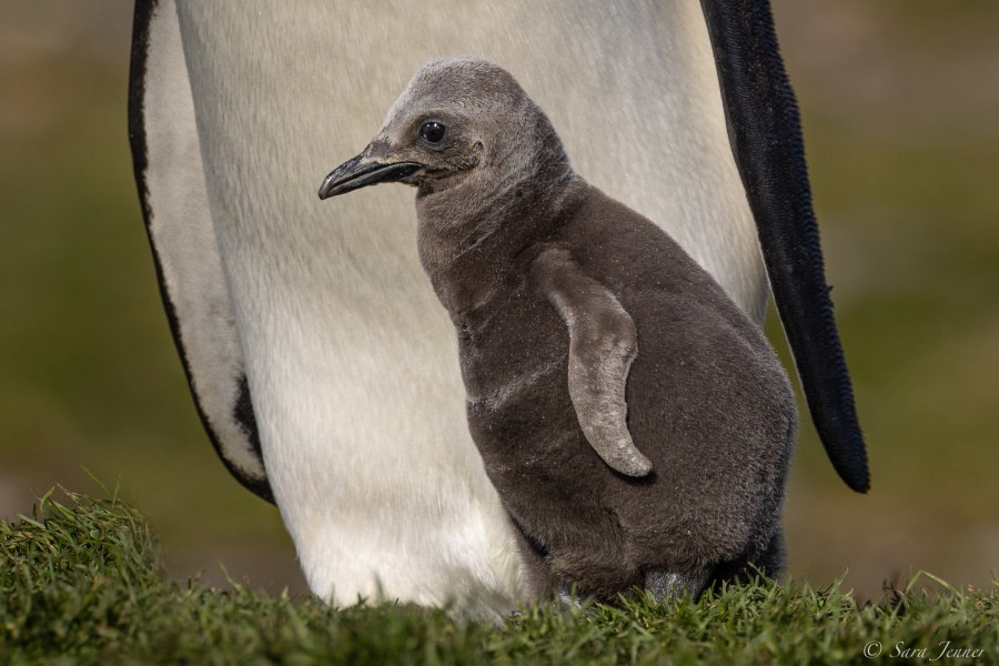 South Georgia, passage to Gough Island