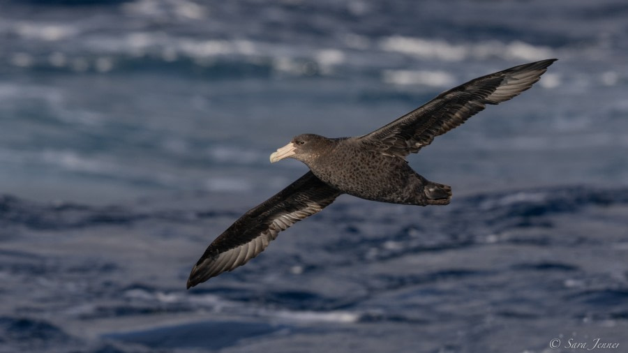 HDS34-23, Day 8, Petrel © Sara Jenner - Oceanwide Expeditions.jpg