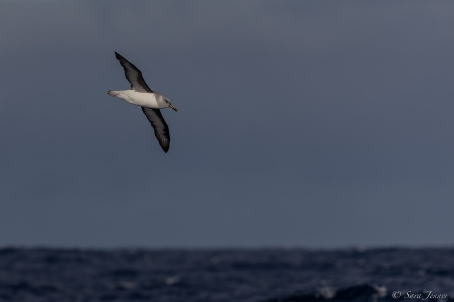 HDS34-23, Day 9, Albatros 5 © Sara Jenner - Oceanwide Expeditions.jpg