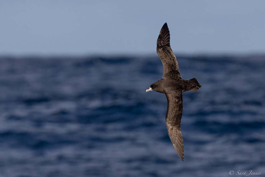 HDS34-23, Day 9, Petrel 1 © Sara Jenner - Oceanwide Expeditions.jpg