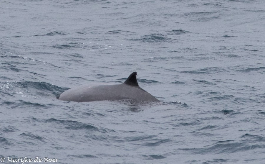 HDS34-23, Day 10, Beaked whale_20230405-4L6A5828_edit_M de Boer © Marijke de Boer - Oceanwide Expeditions.jpg