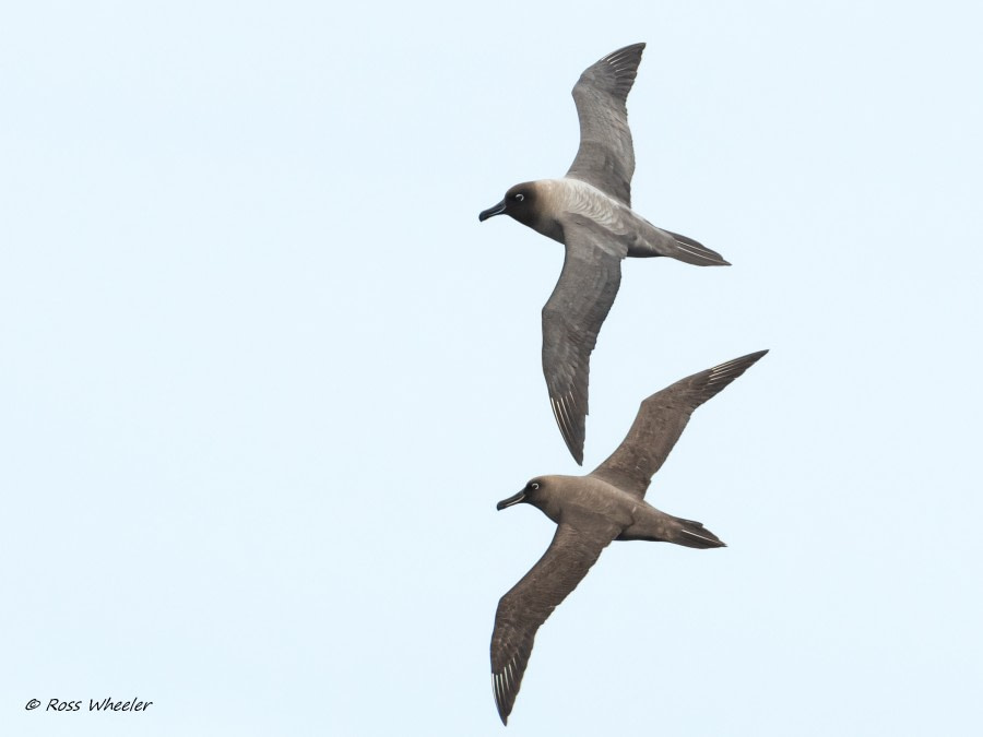 HDS34-23, Day 10, Sooty and Light mantled © Ross Wheeler - Oceanwide Expeditions.jpg